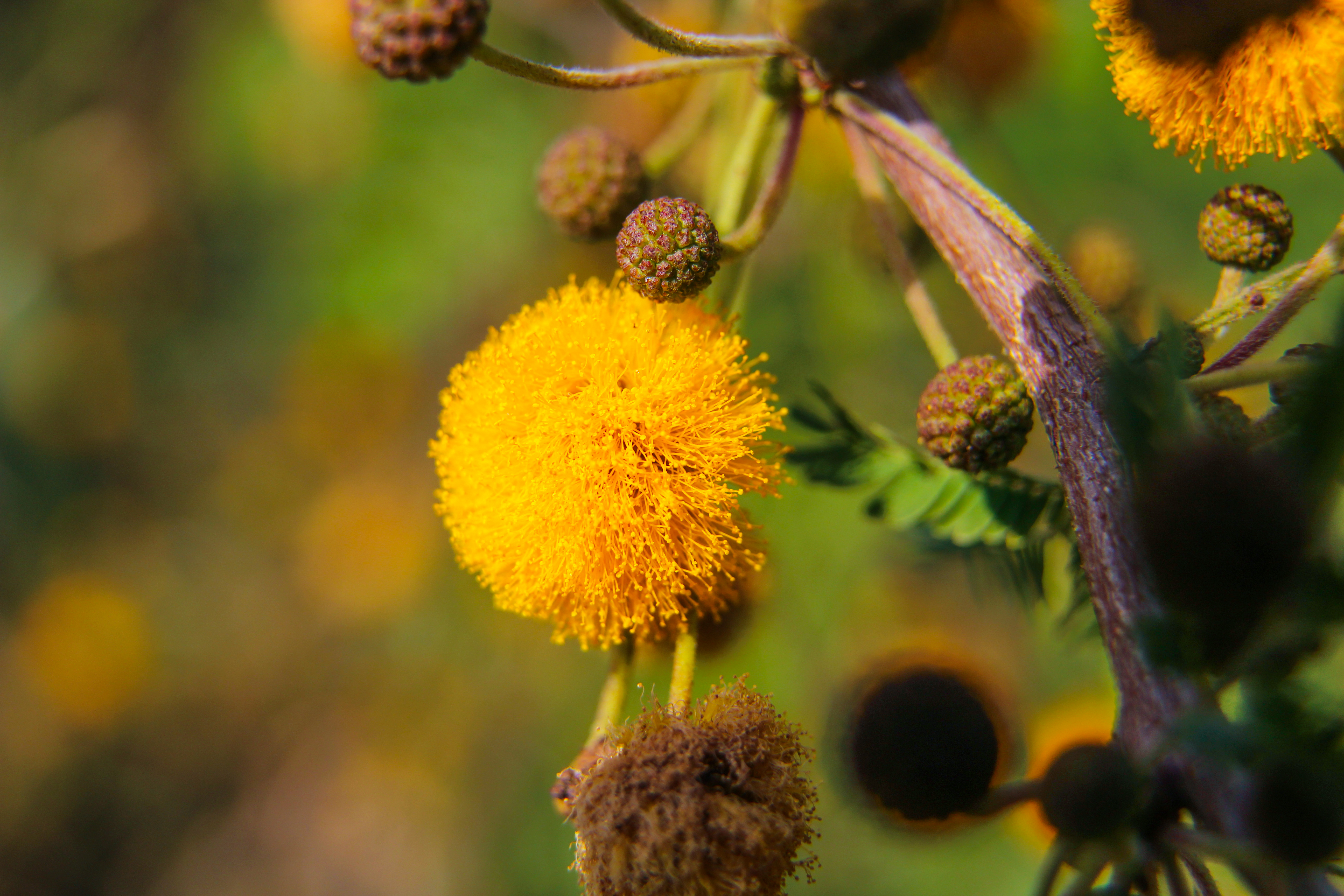 Sweet acacia (Acacia smallii): golden flower head in bloom