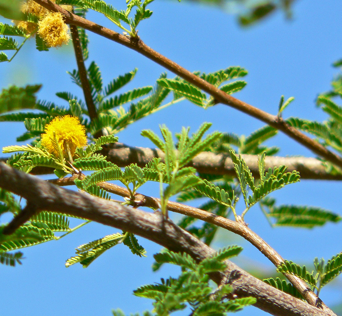 Sweet acacia branch with yellow flower clusters and feathery leaves