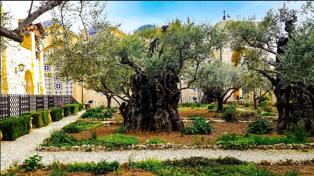 Ancient olive trees in the Garden of Gethsemane, Jerusalem, with historic stone buildings in the background.