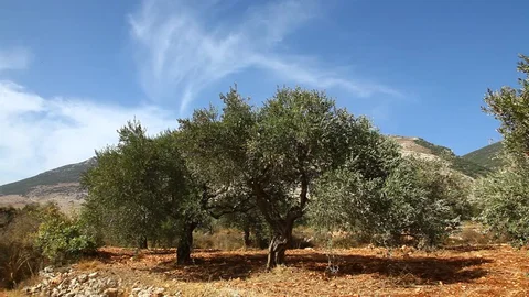 Olive trees in an orchard in the Lower Galilee, Israel: mature trunks, silver-green canopy, and Galilean hills