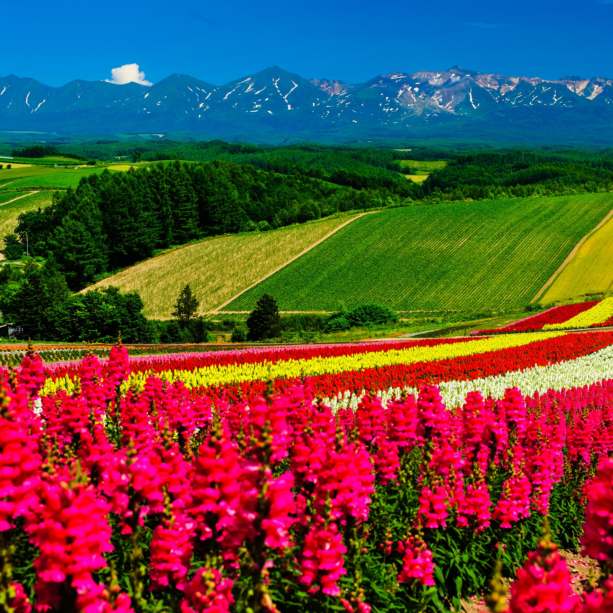 Coloroful Tulip Fields Landscape jigsaw puzzle by Gotiva