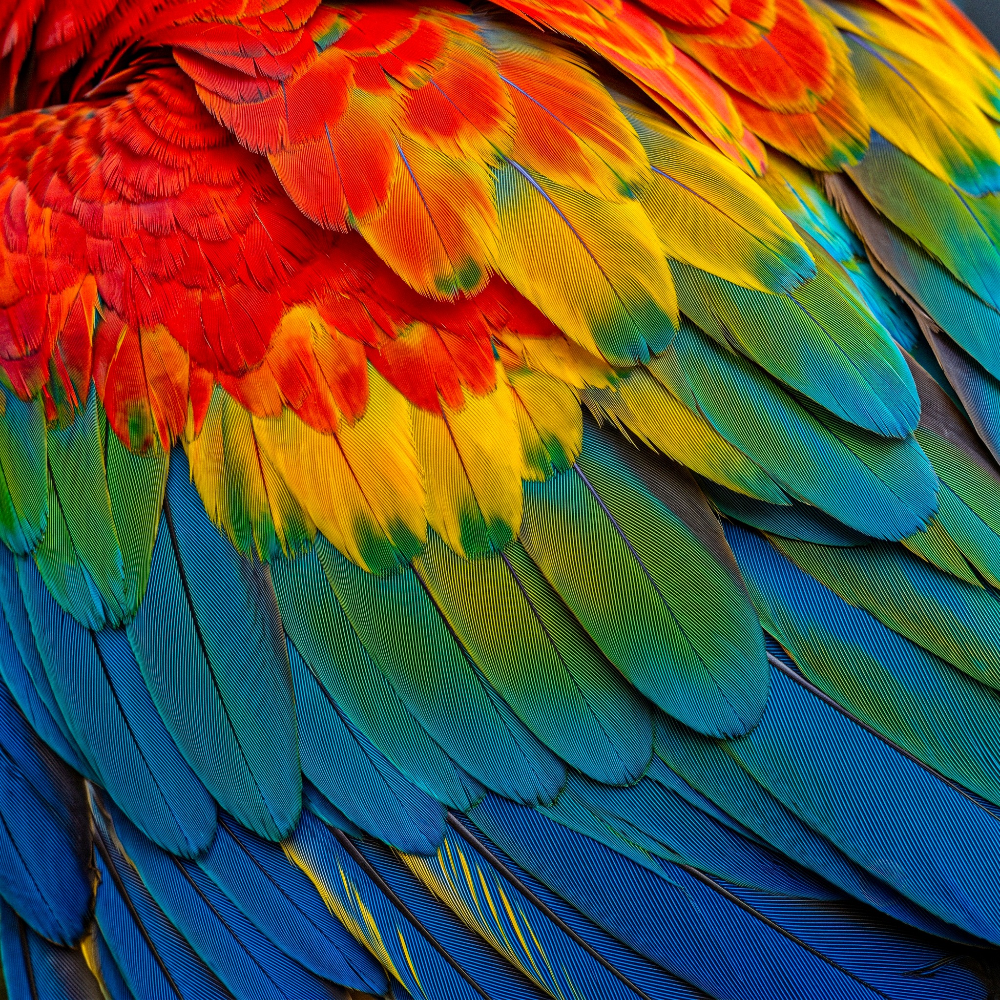 Feathers jigsaw puzzle by Puzzle Nemesis