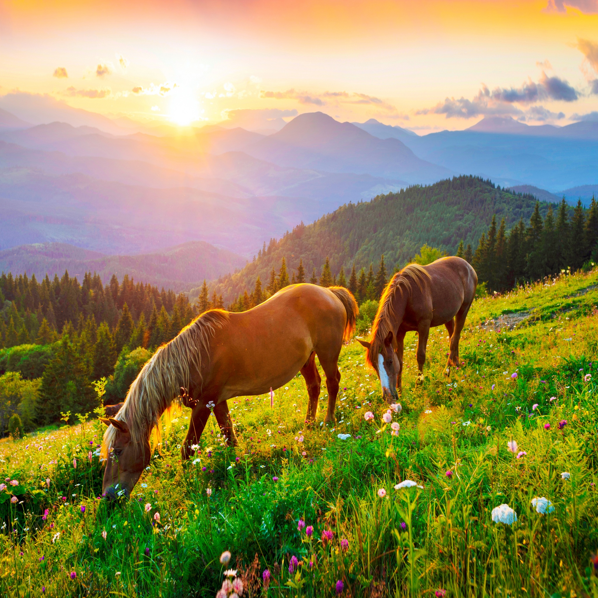 Wild Horses On The Mountainside jigsaw puzzle by Gotiva