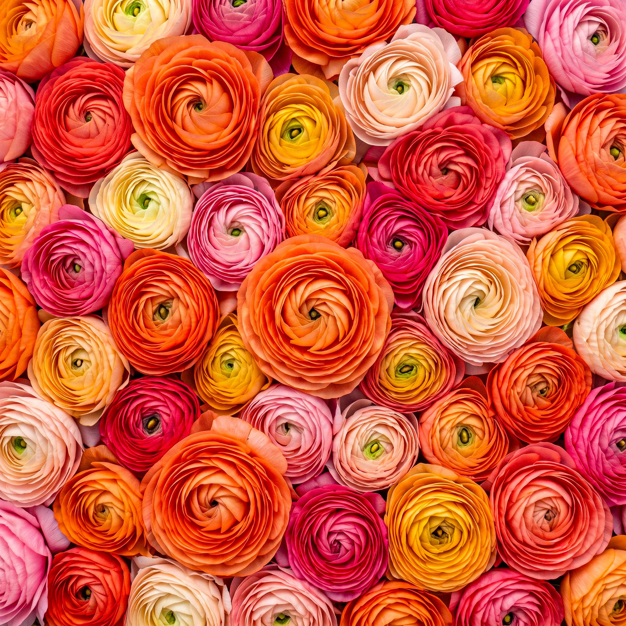 Flowers jigsaw puzzle by Puzzle Nemesis