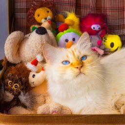 Beautiful Cat With Toys jigsaw puzzle by Gotiva