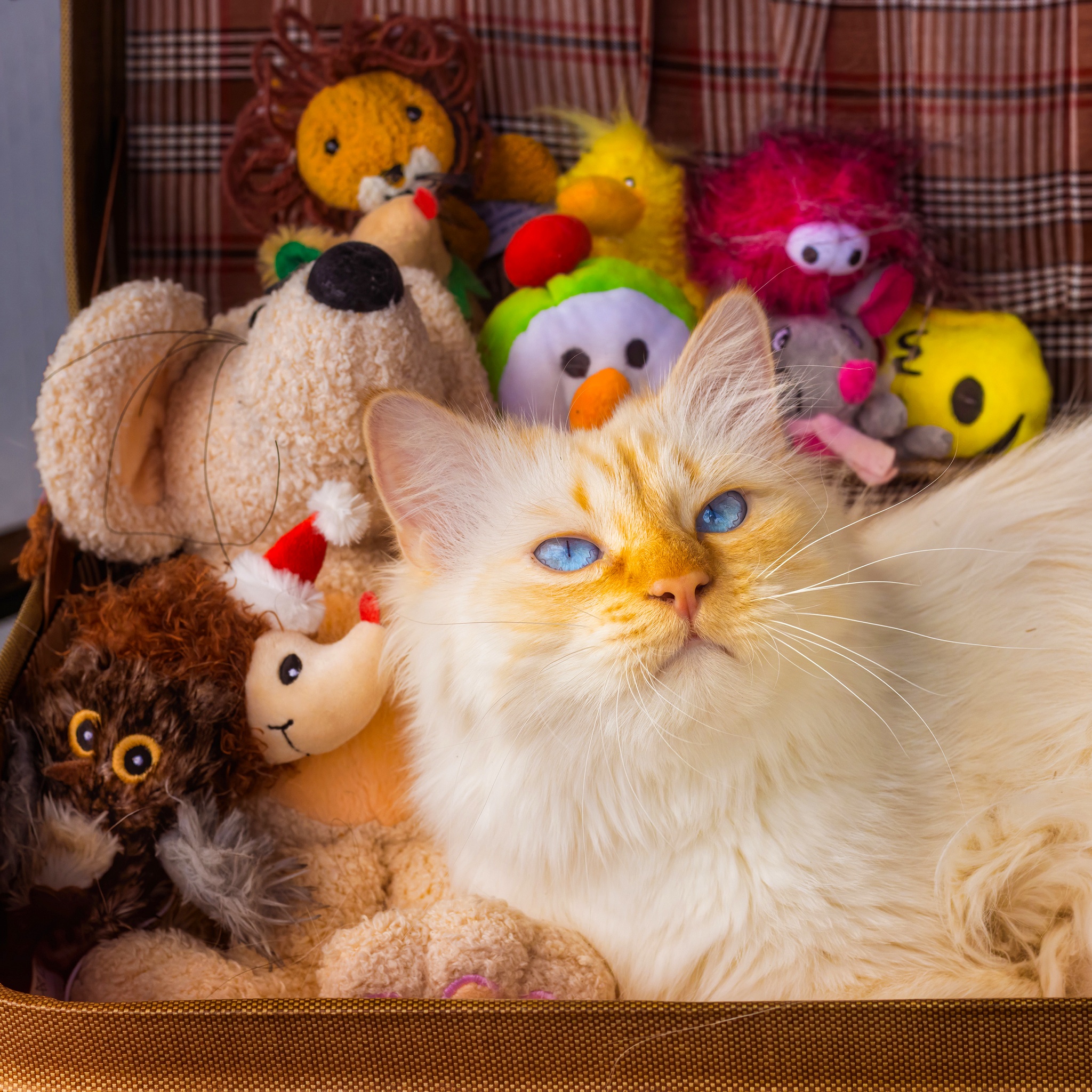 Beautiful Cat With Toys jigsaw puzzle by Gotiva