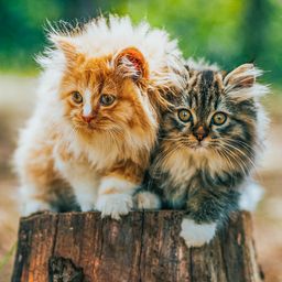 Two Adorable Kittens jigsaw puzzle by Gotiva
