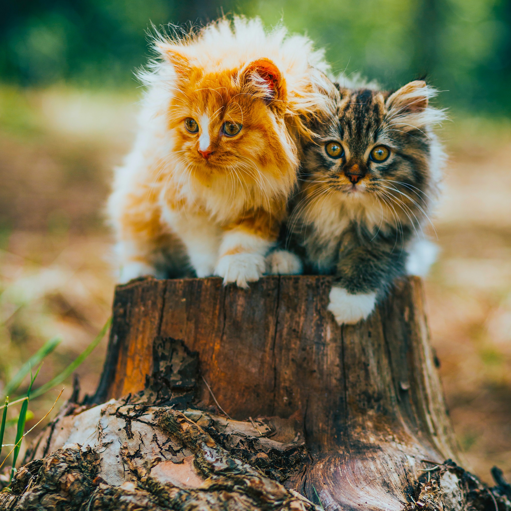 Two Adorable Kittens jigsaw puzzle by Gotiva