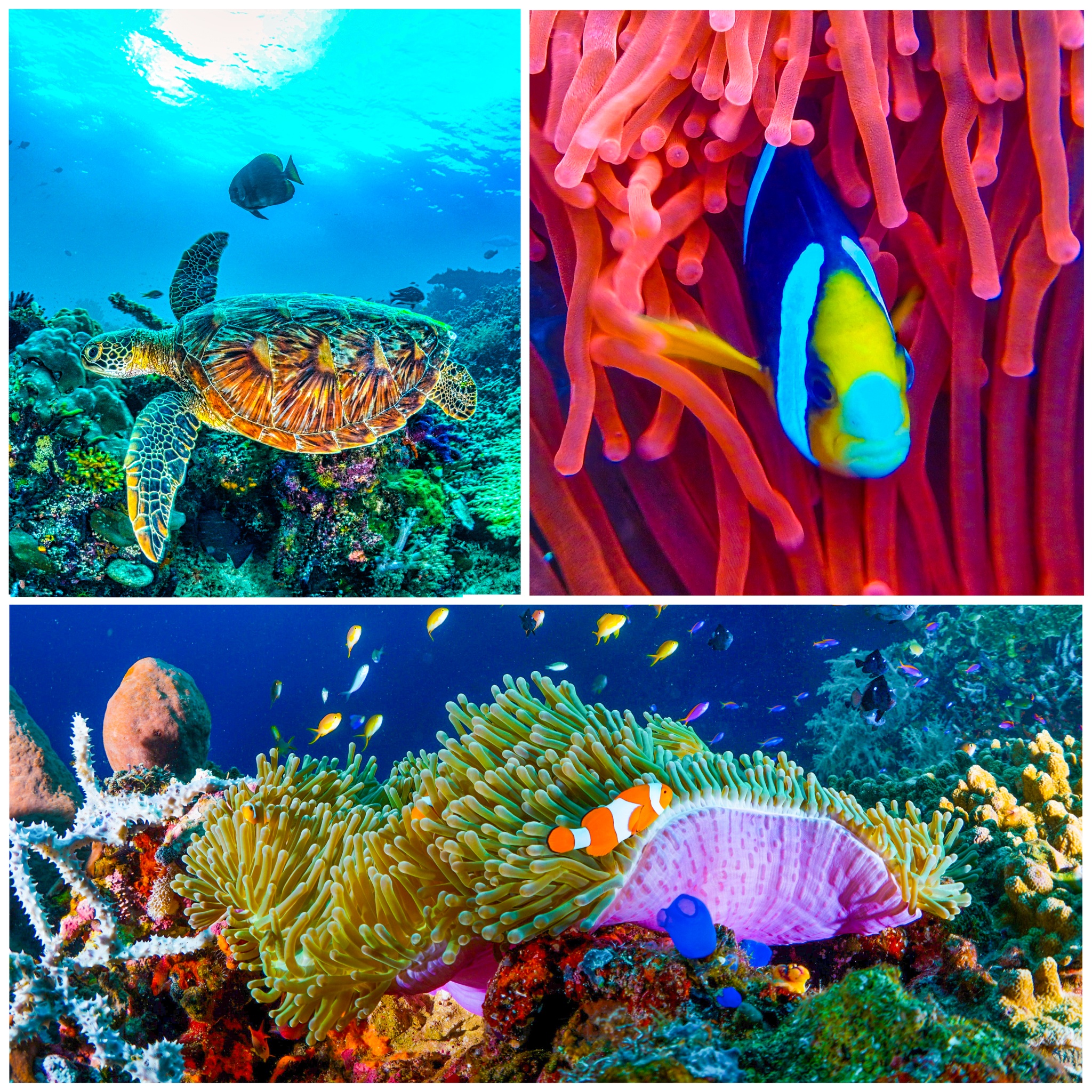 Undersea Collage jigsaw puzzle by Gotiva