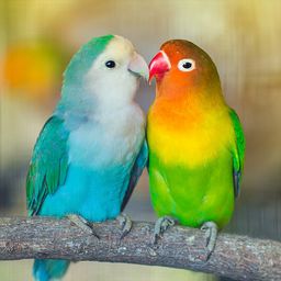 Parrots in Love jigsaw puzzle by Gotiva