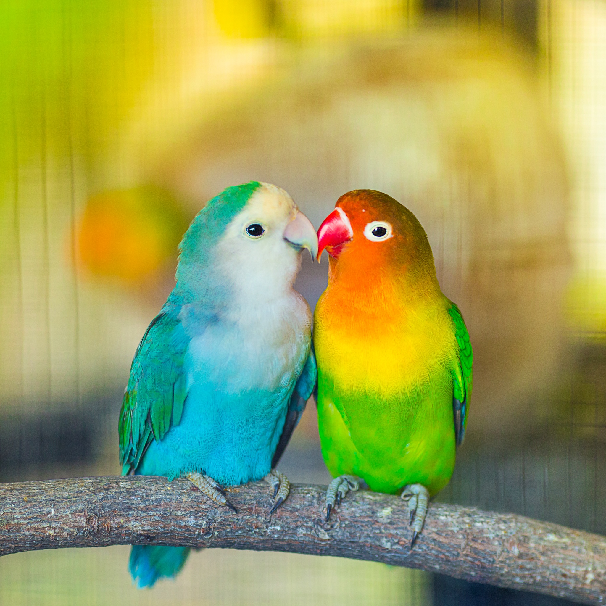 Parrots in Love jigsaw puzzle by Gotiva