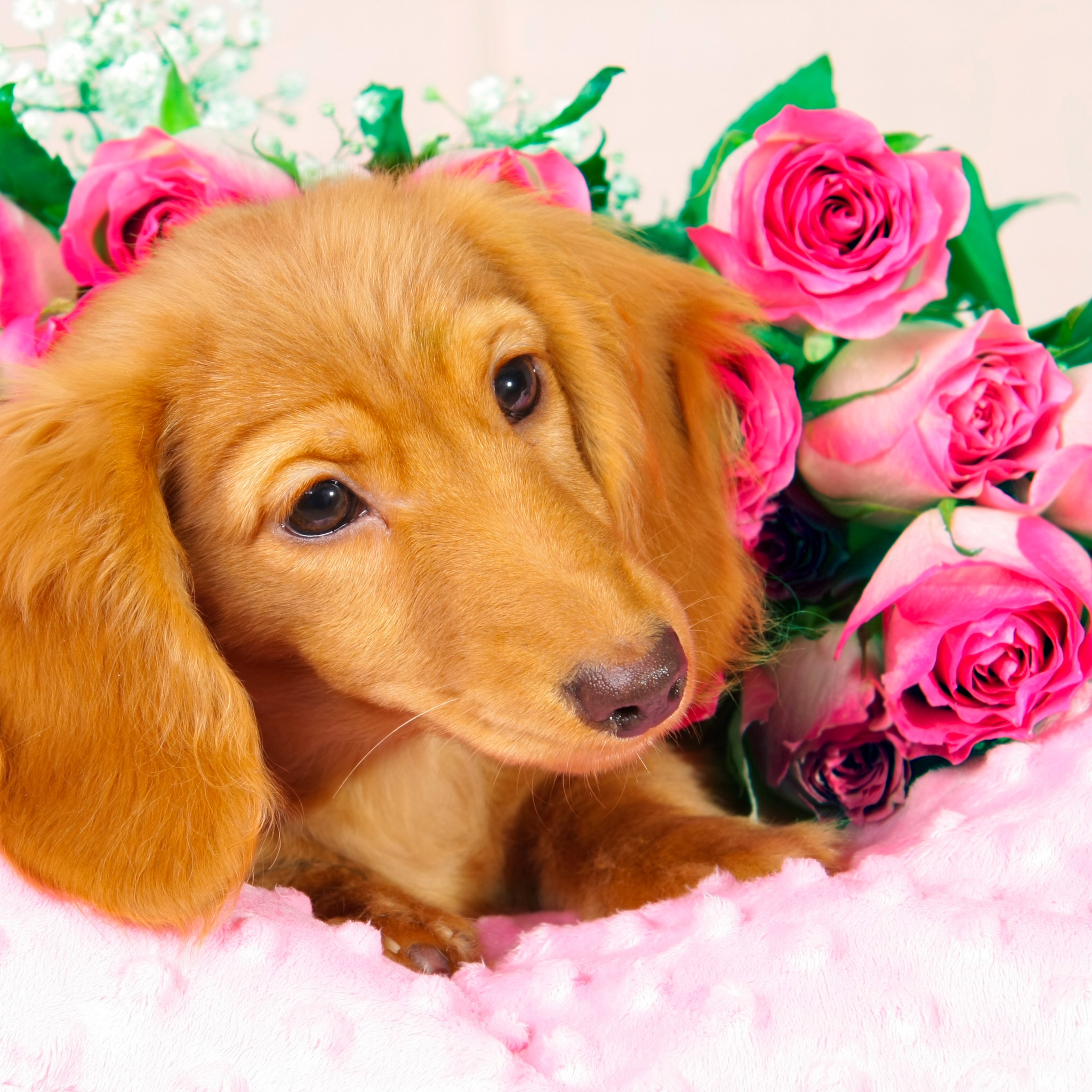 Beautiful Dog Queen jigsaw puzzle by Gotiva