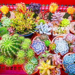 Multiple Cactus Flowers jigsaw puzzle by Gotiva