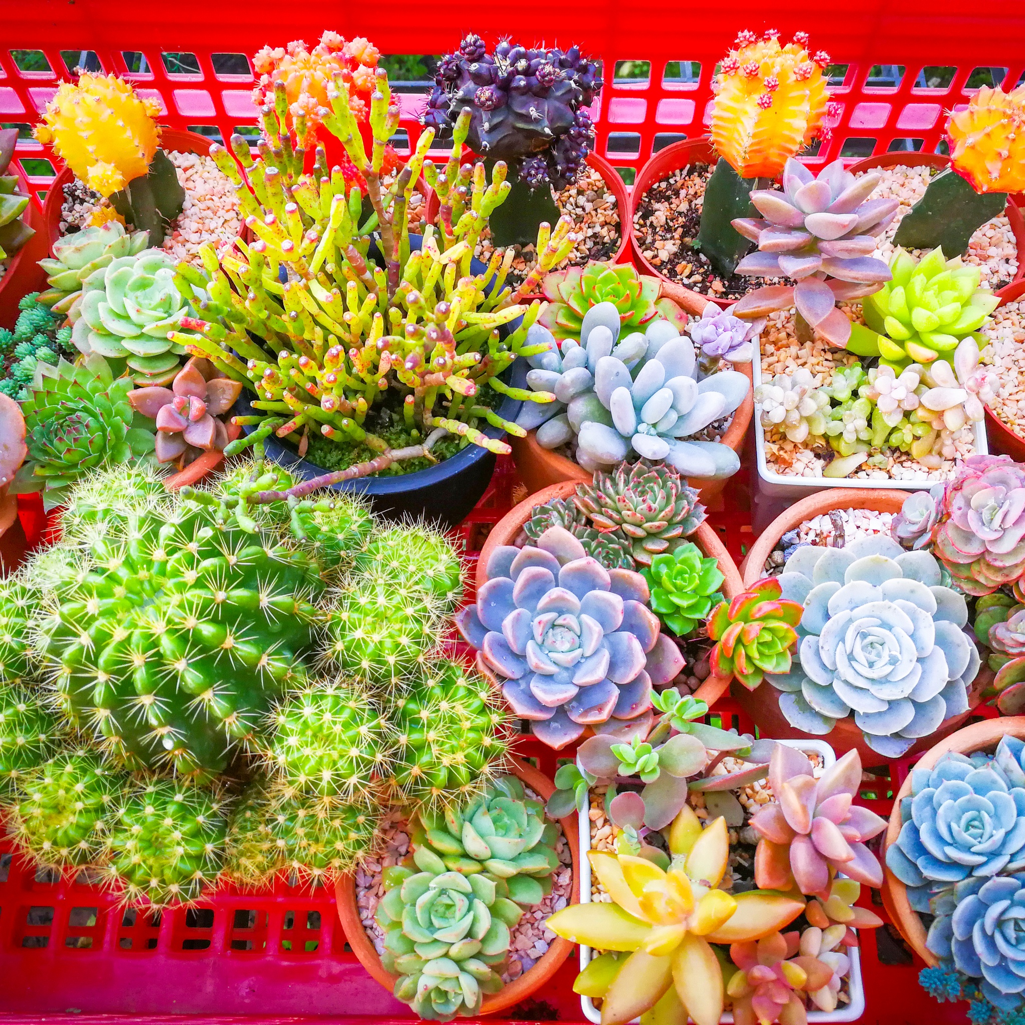 Multiple Cactus Flowers jigsaw puzzle by Gotiva