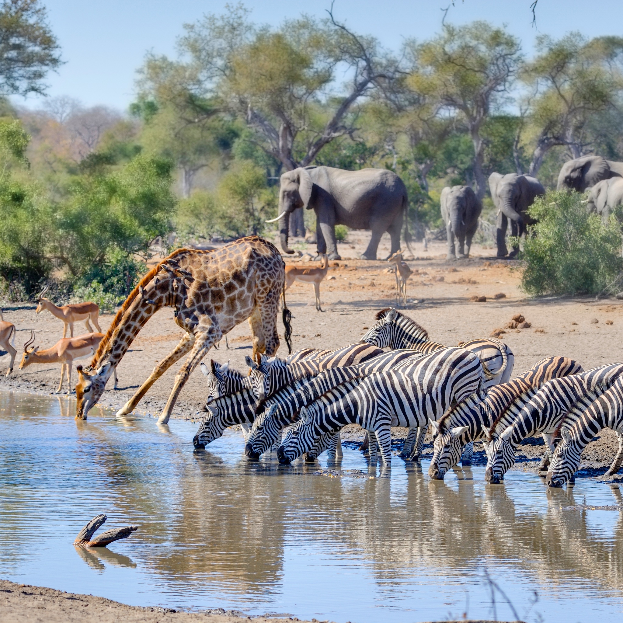 Wildlife Animals Drinking Water jigsaw puzzle by Gotiva