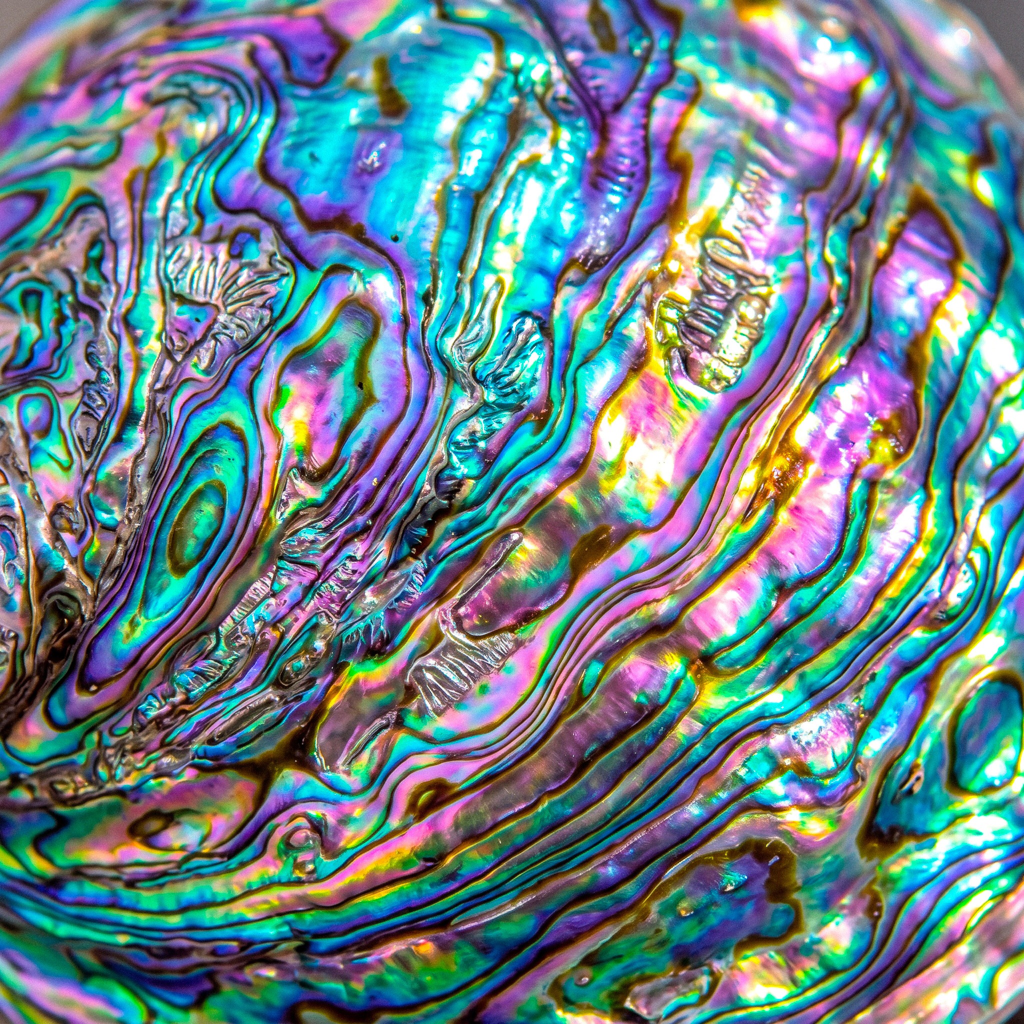 Shell jigsaw puzzle by Colorithm