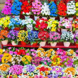 Flower Pots in a Shop jigsaw puzzle by Gotiva