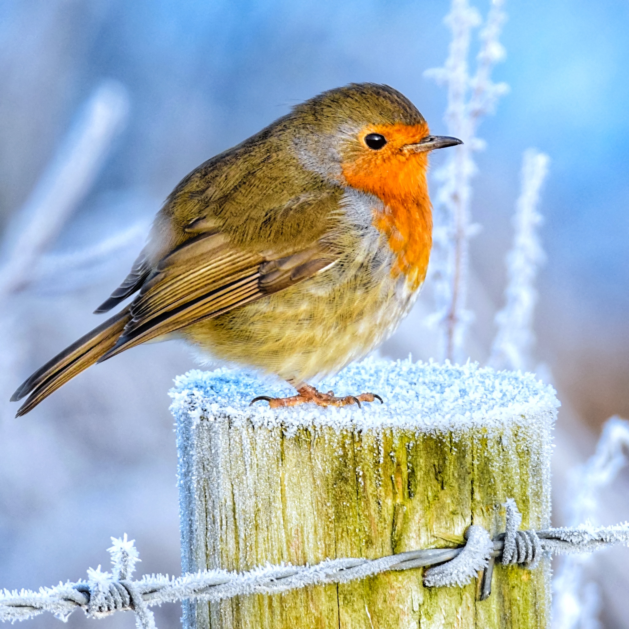 Cute Bird in Winter jigsaw puzzle by Gotiva