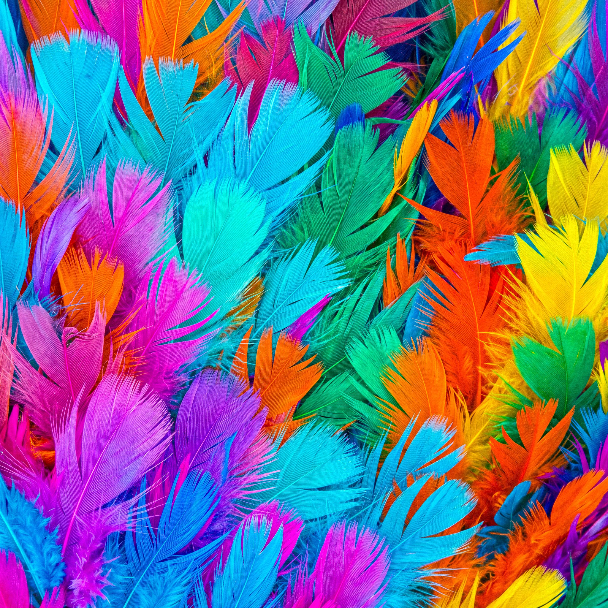 Feathers jigsaw puzzle by Colorithm