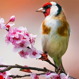 Gorgeous Bird jigsaw puzzle by Gotiva