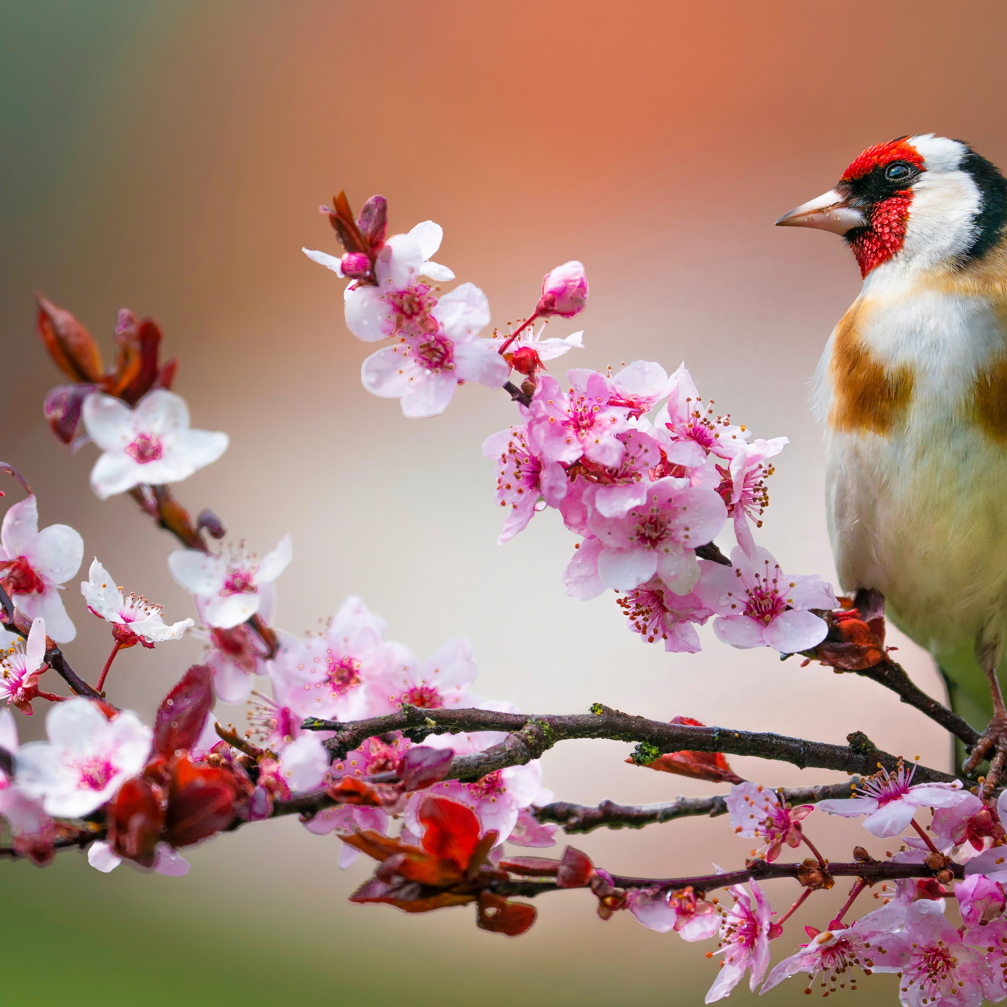 Gorgeous Bird jigsaw puzzle by Gotiva