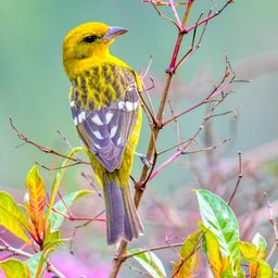 Yellow Birdie jigsaw puzzle by Gotiva