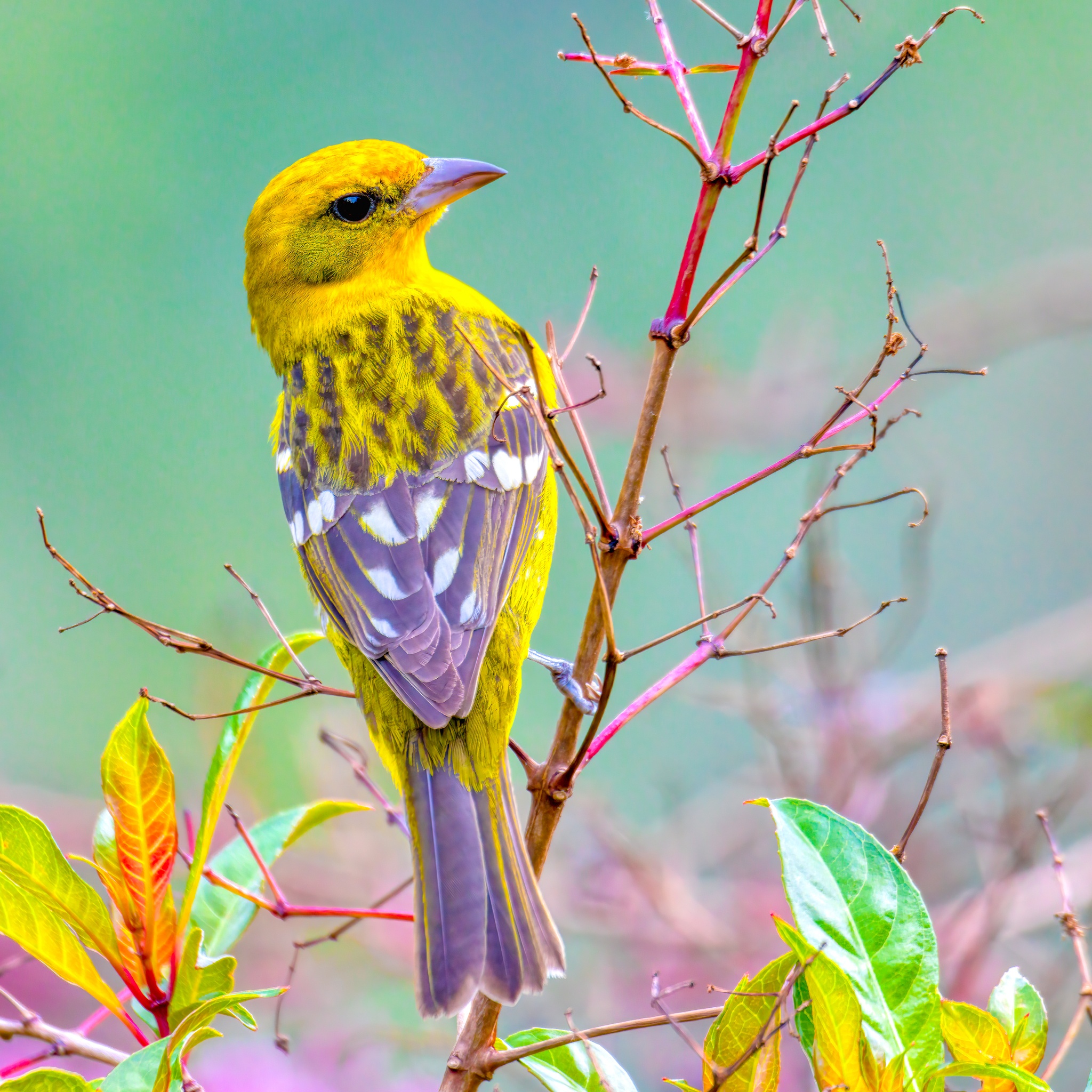 Yellow Birdie jigsaw puzzle by Gotiva