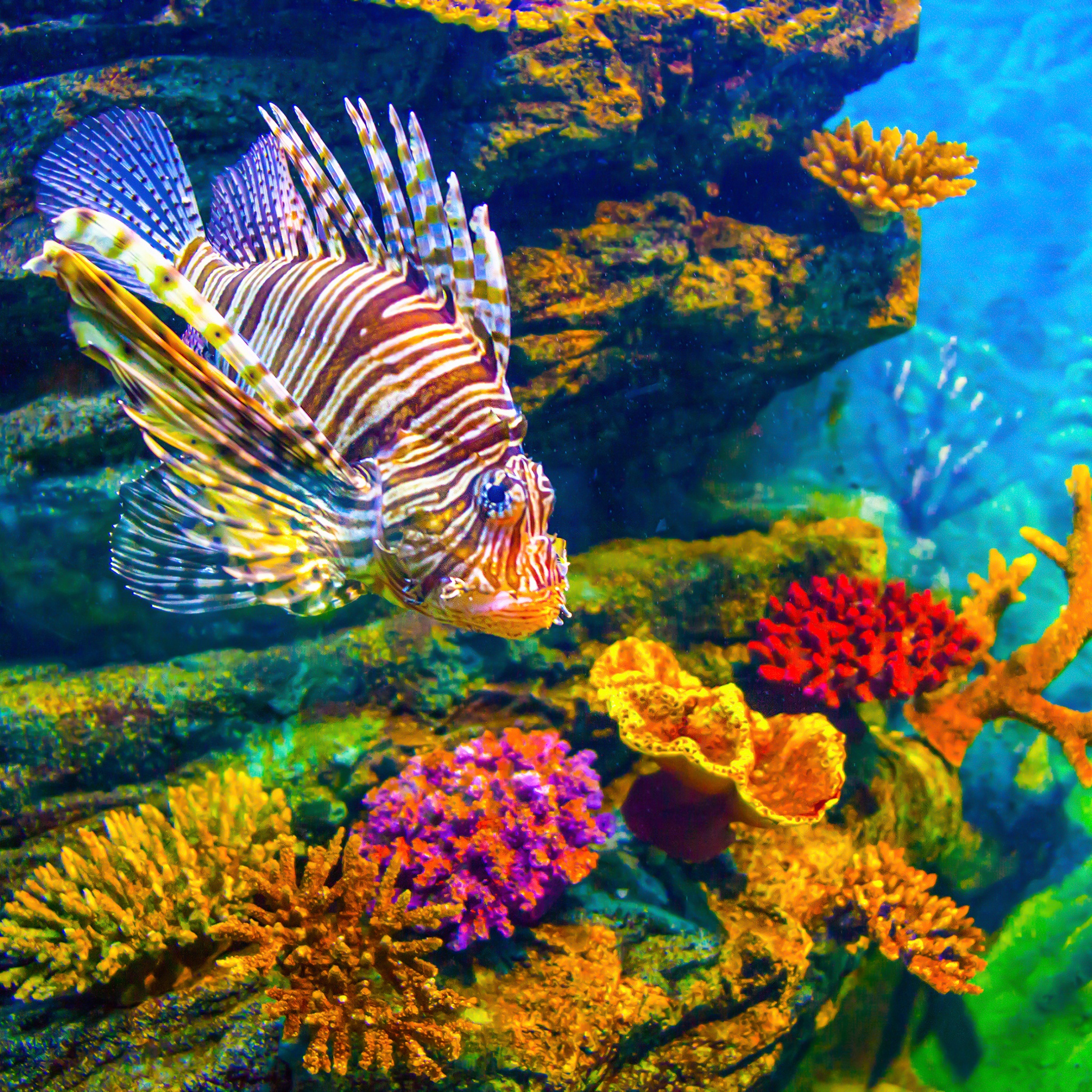 Lionfish Close Up jigsaw puzzle by Gotiva