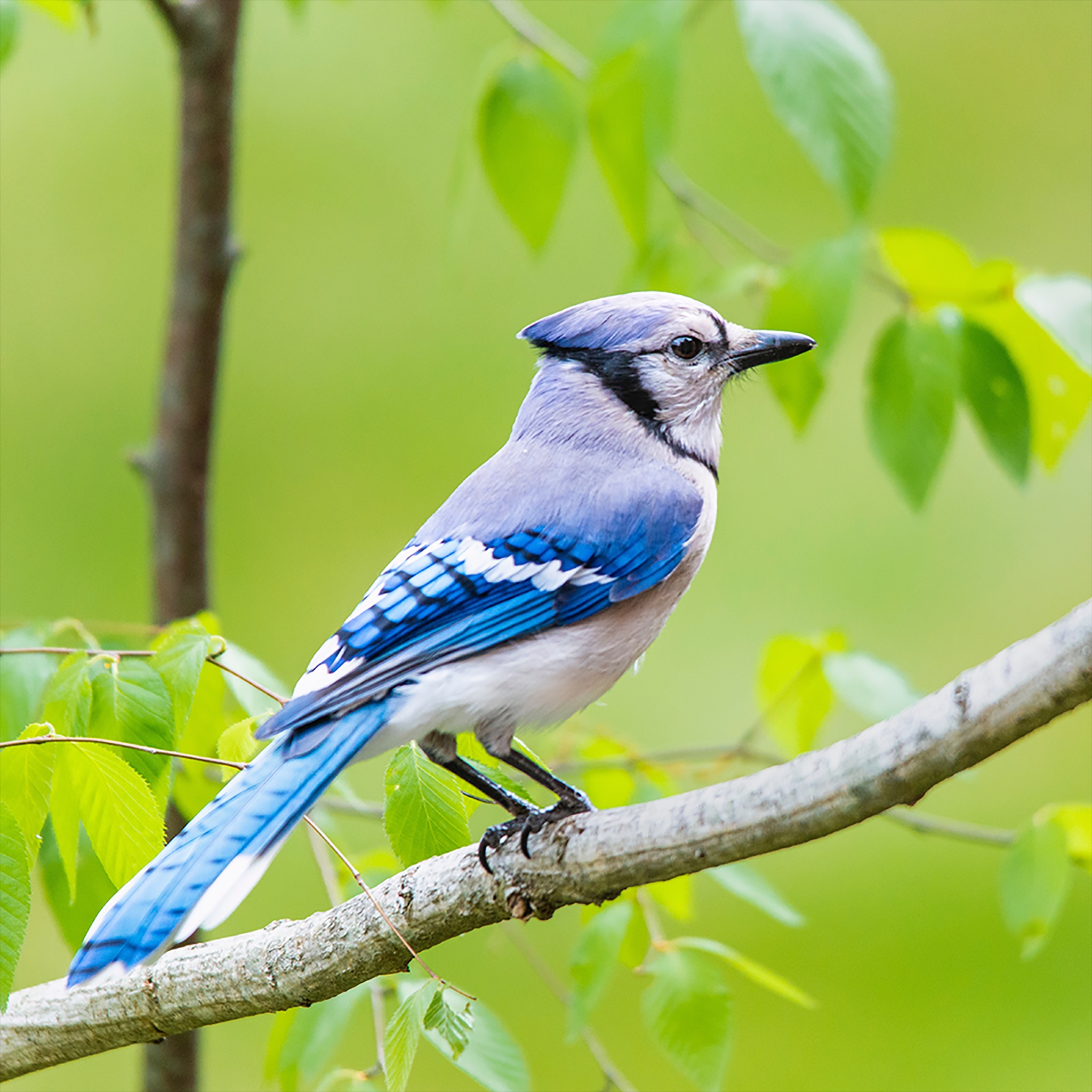 Blue Bird On A Branch jigsaw puzzle by Gotiva