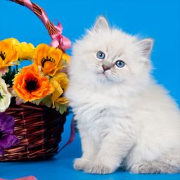 White Cat near a flower basketFrom A Box jigsaw puzzle by Gotiva