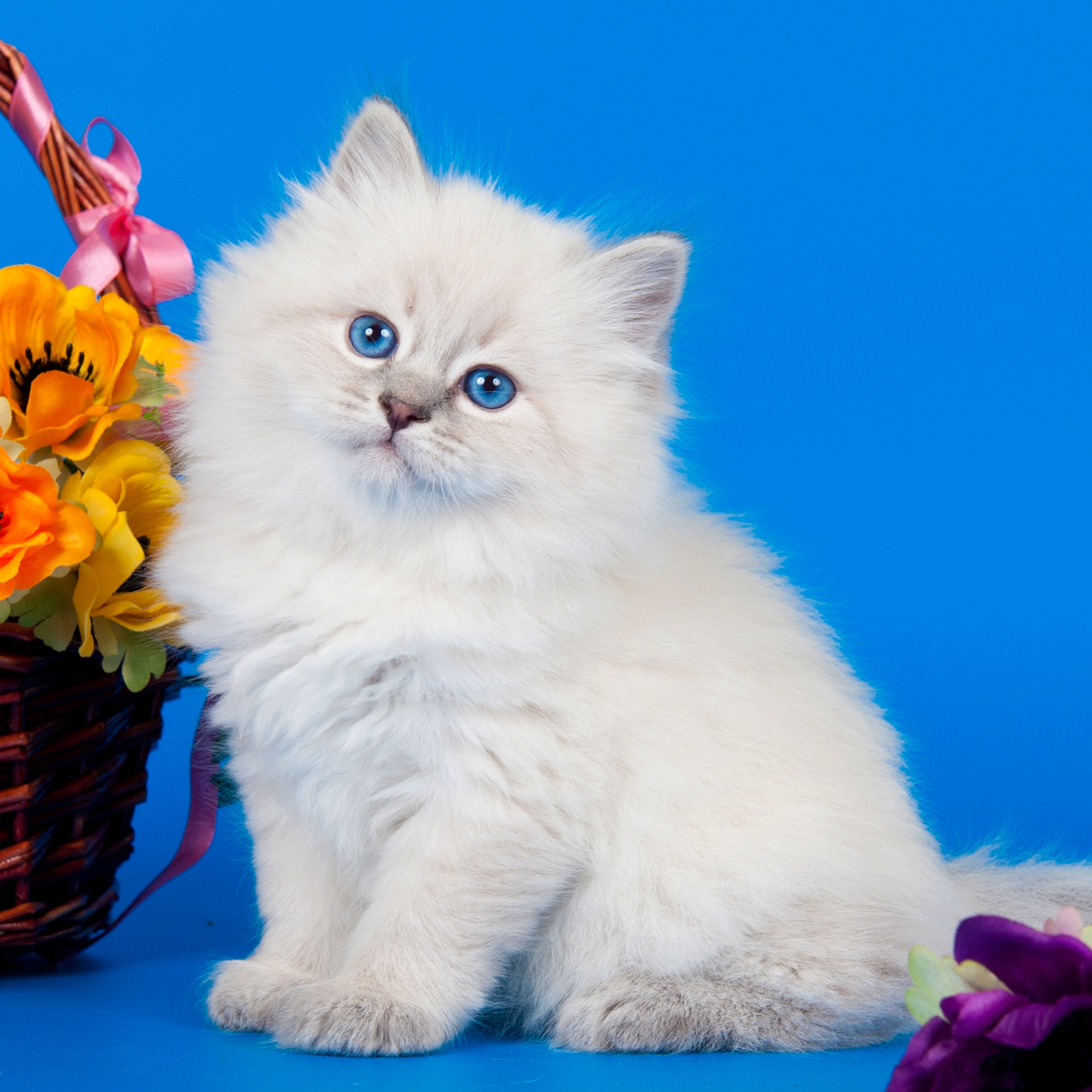 White Cat near a flower basketFrom A Box jigsaw puzzle by Gotiva