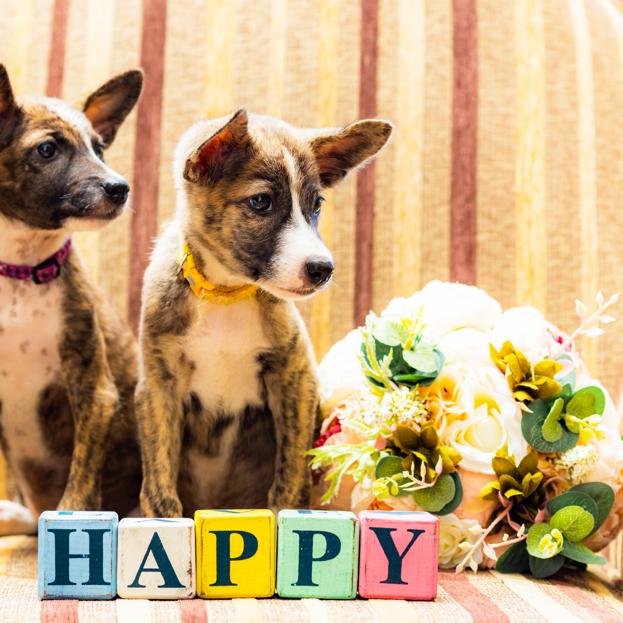 Happy Dogs jigsaw puzzle by Gotiva
