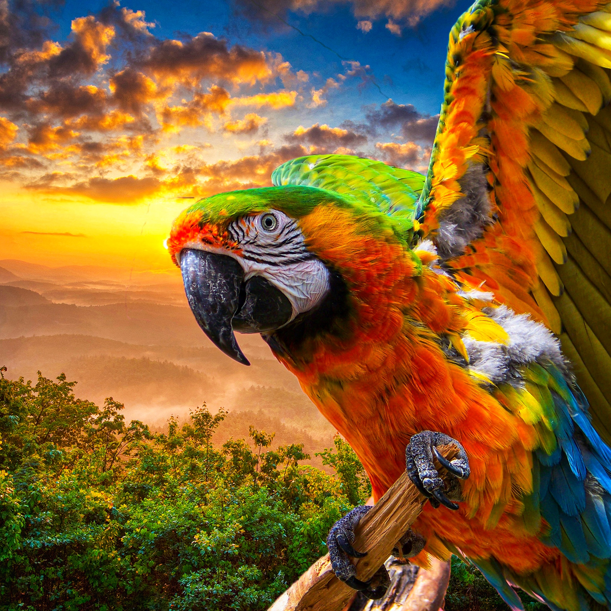 Macaw Parrot Flying In Sunset jigsaw puzzle by Gotiva