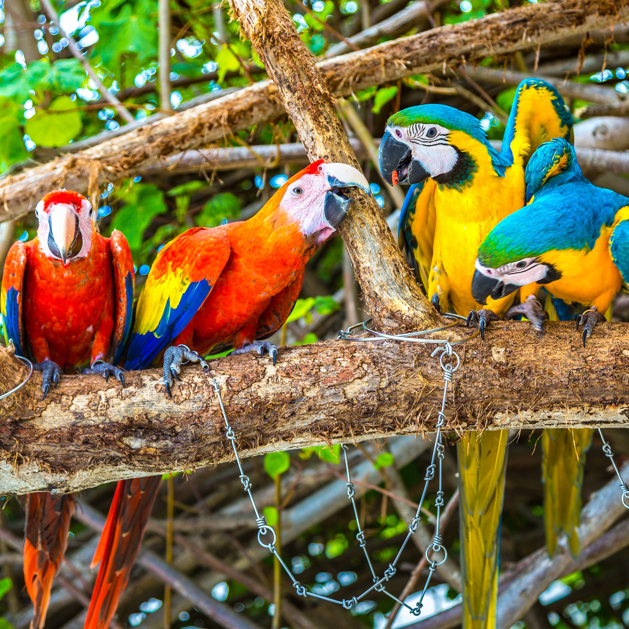 Parrots Playing jigsaw puzzle by Gotiva