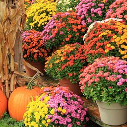 Autumn Yard and Flowers In Pots jigsaw puzzle by Gotiva