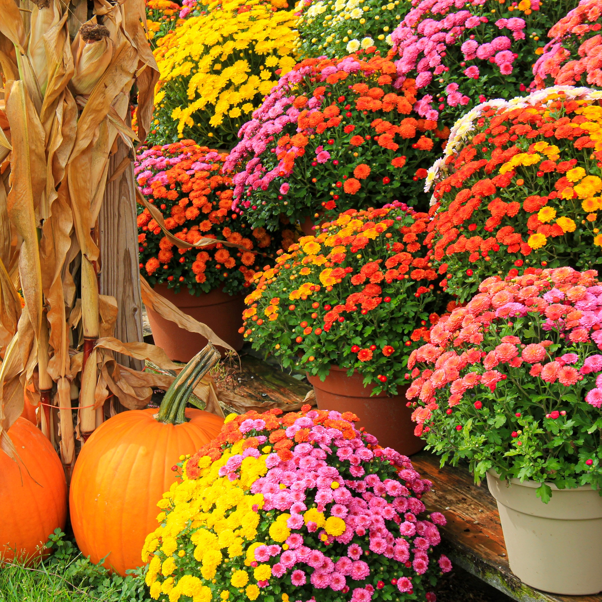 Autumn Yard and Flowers In Pots jigsaw puzzle by Gotiva