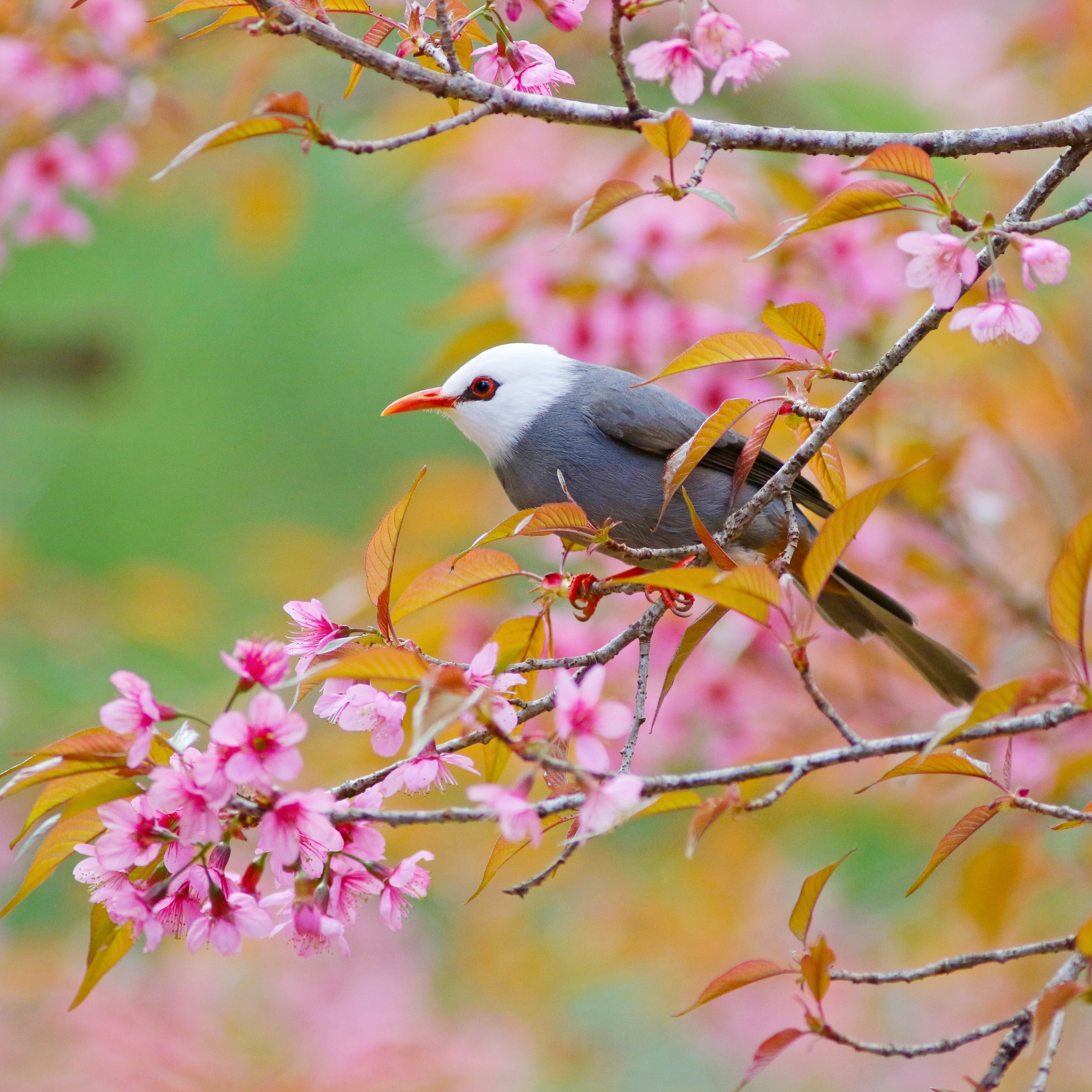 White Head Bird jigsaw puzzle by Gotiva