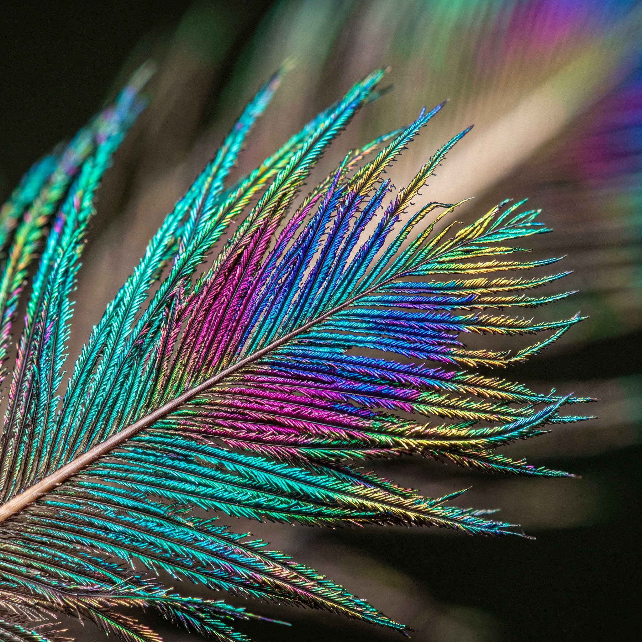 Feather jigsaw puzzle by Puzzle Nemesis