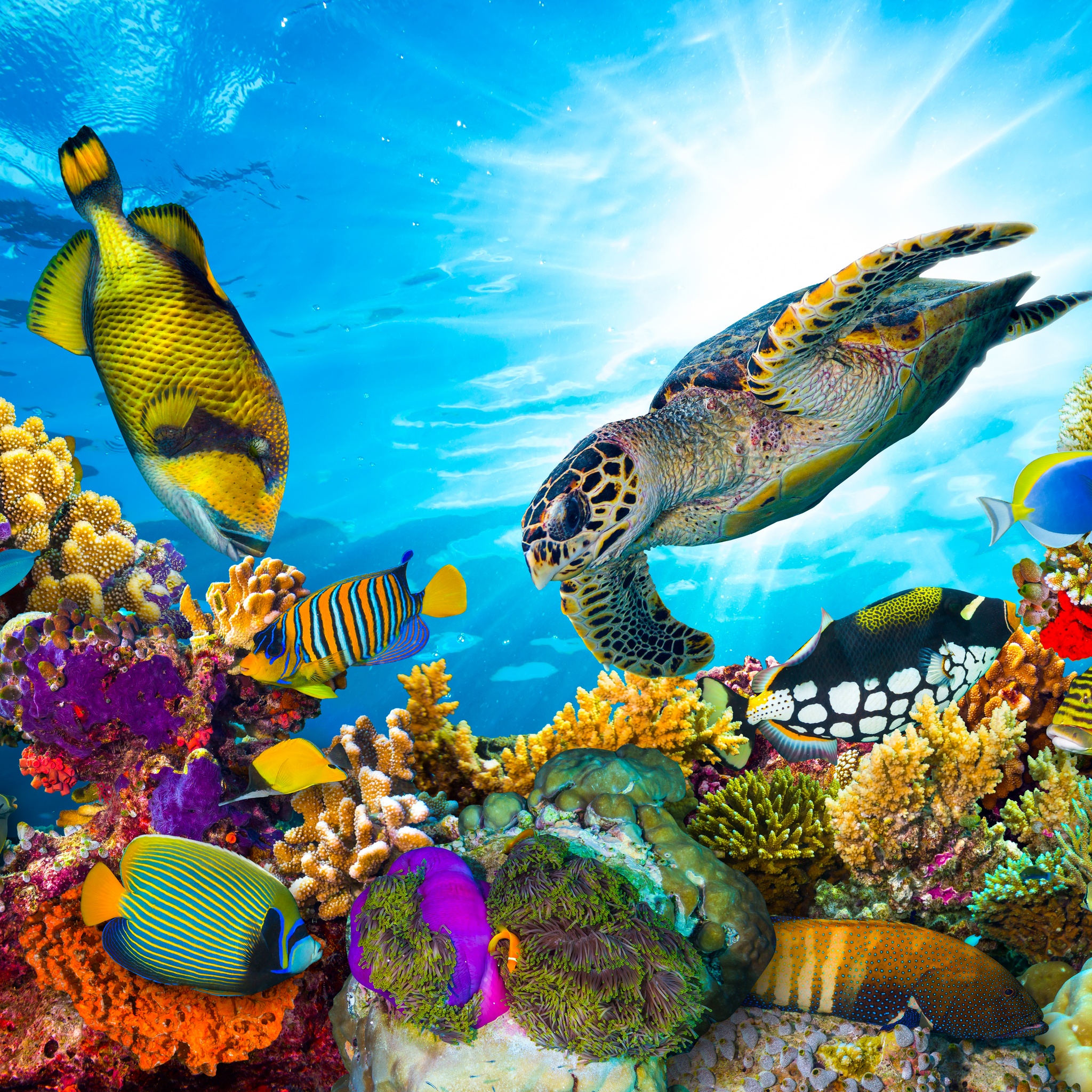 Underwater Scene, Colorful Fish and Sea Turtle jigsaw puzzle by Gotiva