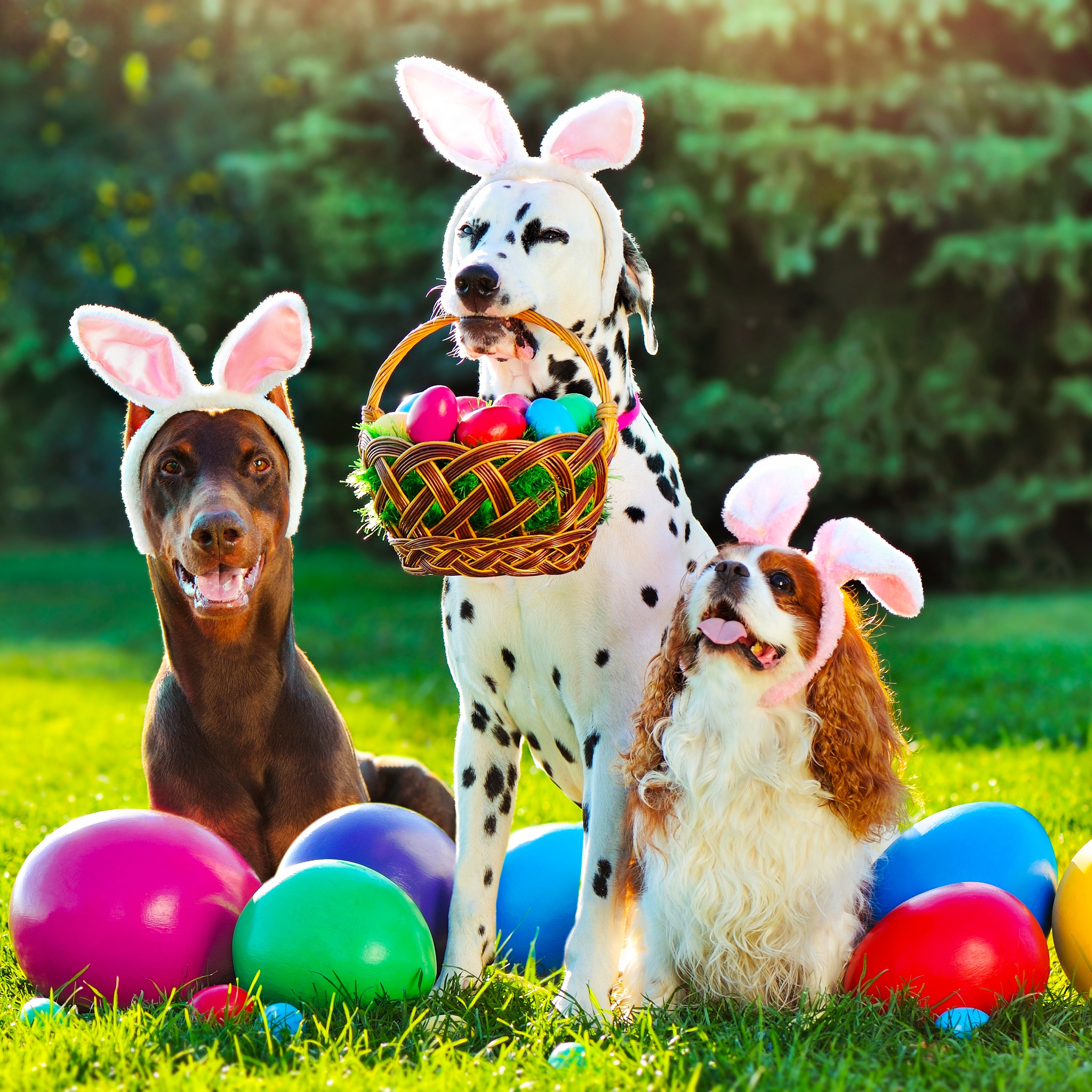 Dogs In Bunny Cosplay jigsaw puzzle by Gotiva