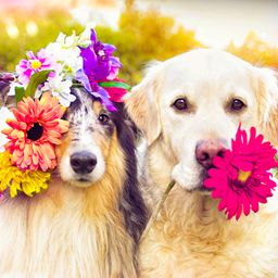 Beautiful Flowery Dogs jigsaw puzzle by Gotiva