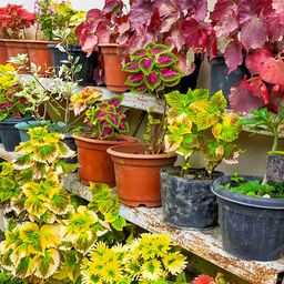 Potted Plans In The Garden jigsaw puzzle by Gotiva