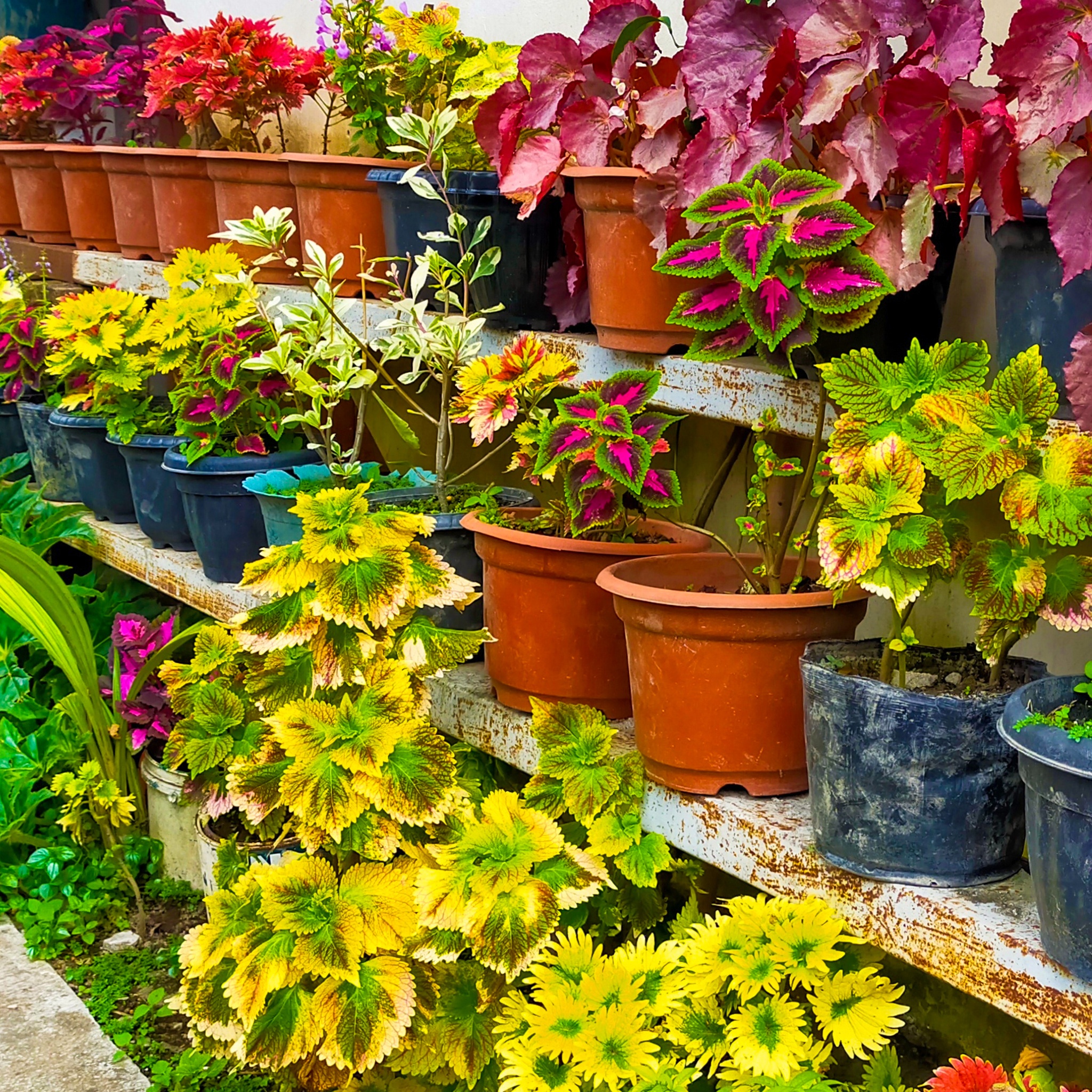 Potted Plans In The Garden jigsaw puzzle by Gotiva