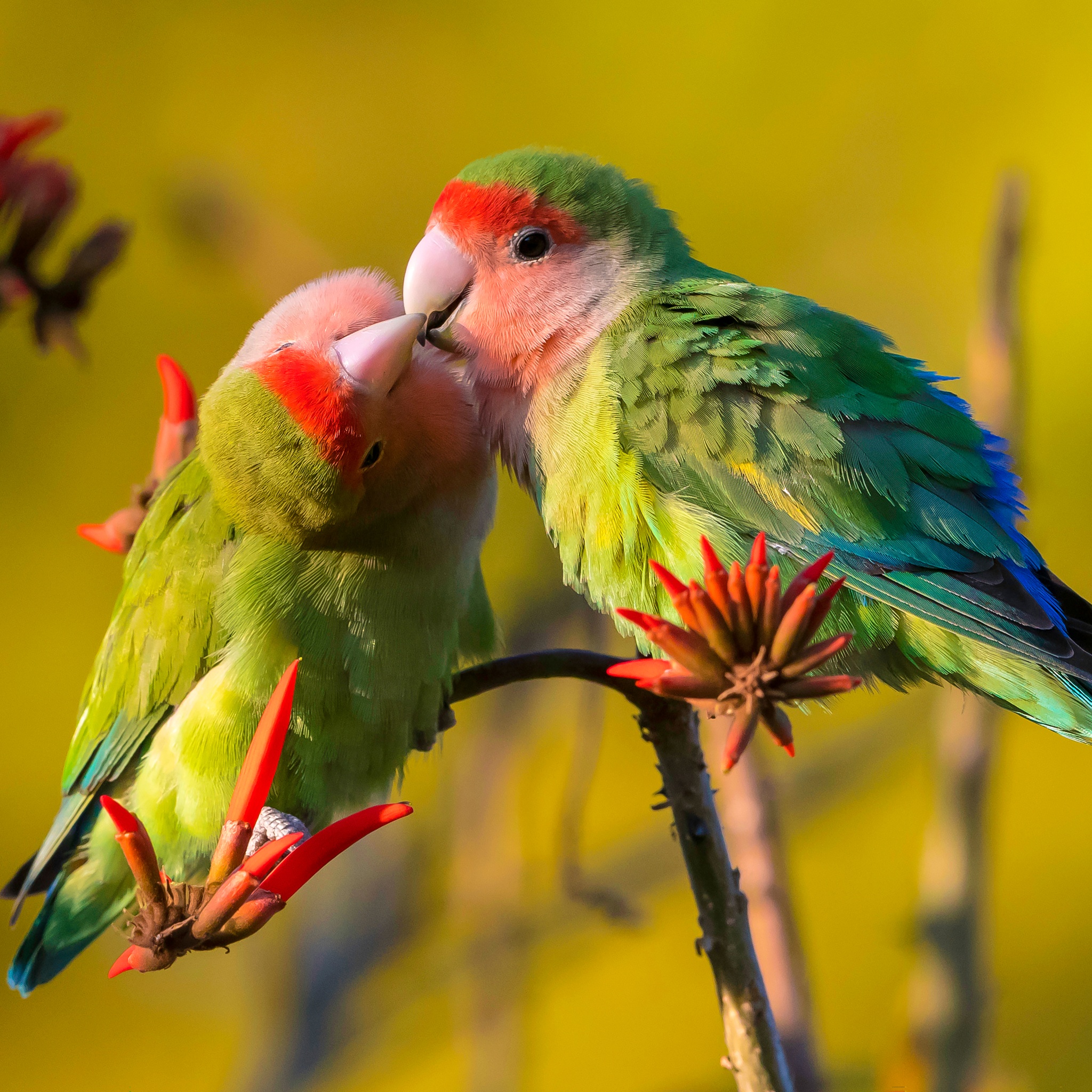 Bird Couple Kissing jigsaw puzzle by Gotiva