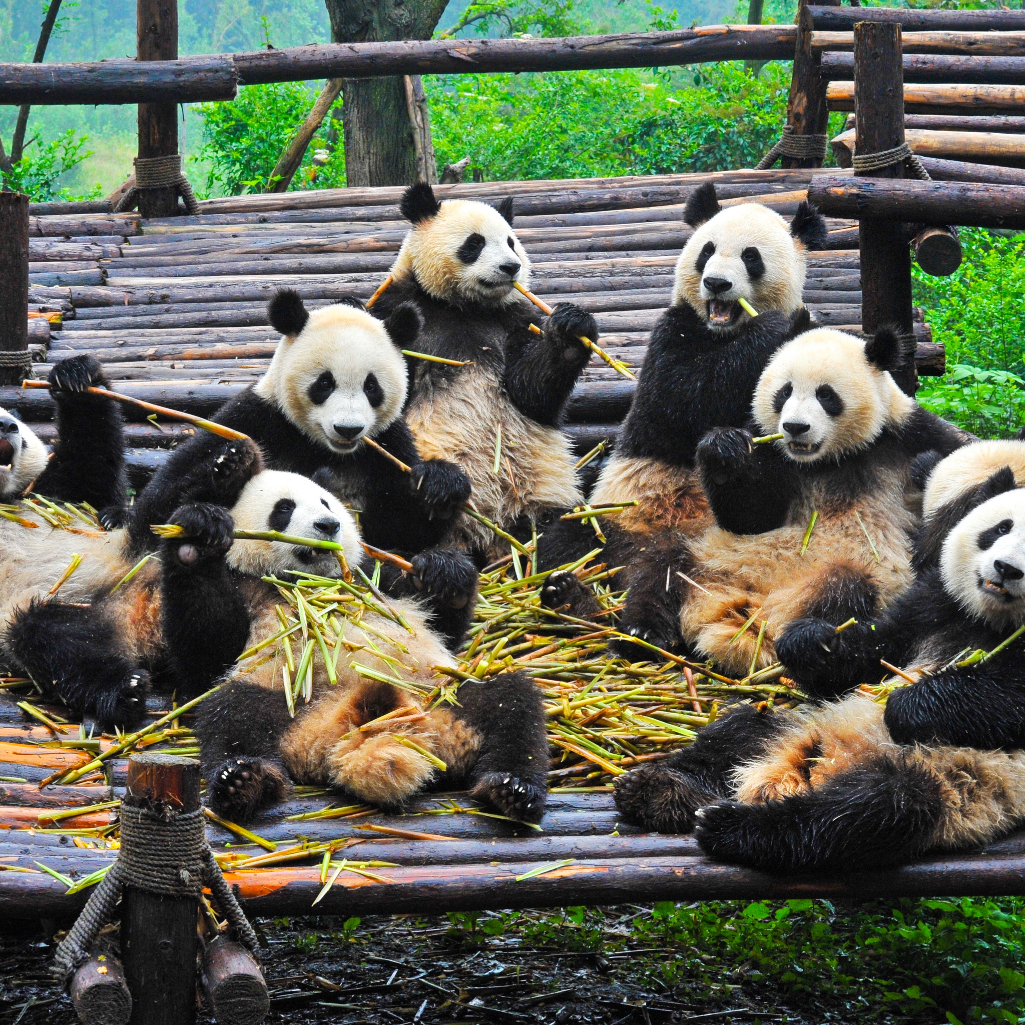 Panda Family Chilling jigsaw puzzle by Gotiva
