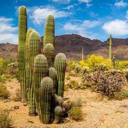 Desert Landscape with Cactus jigsaw puzzle by Gotiva