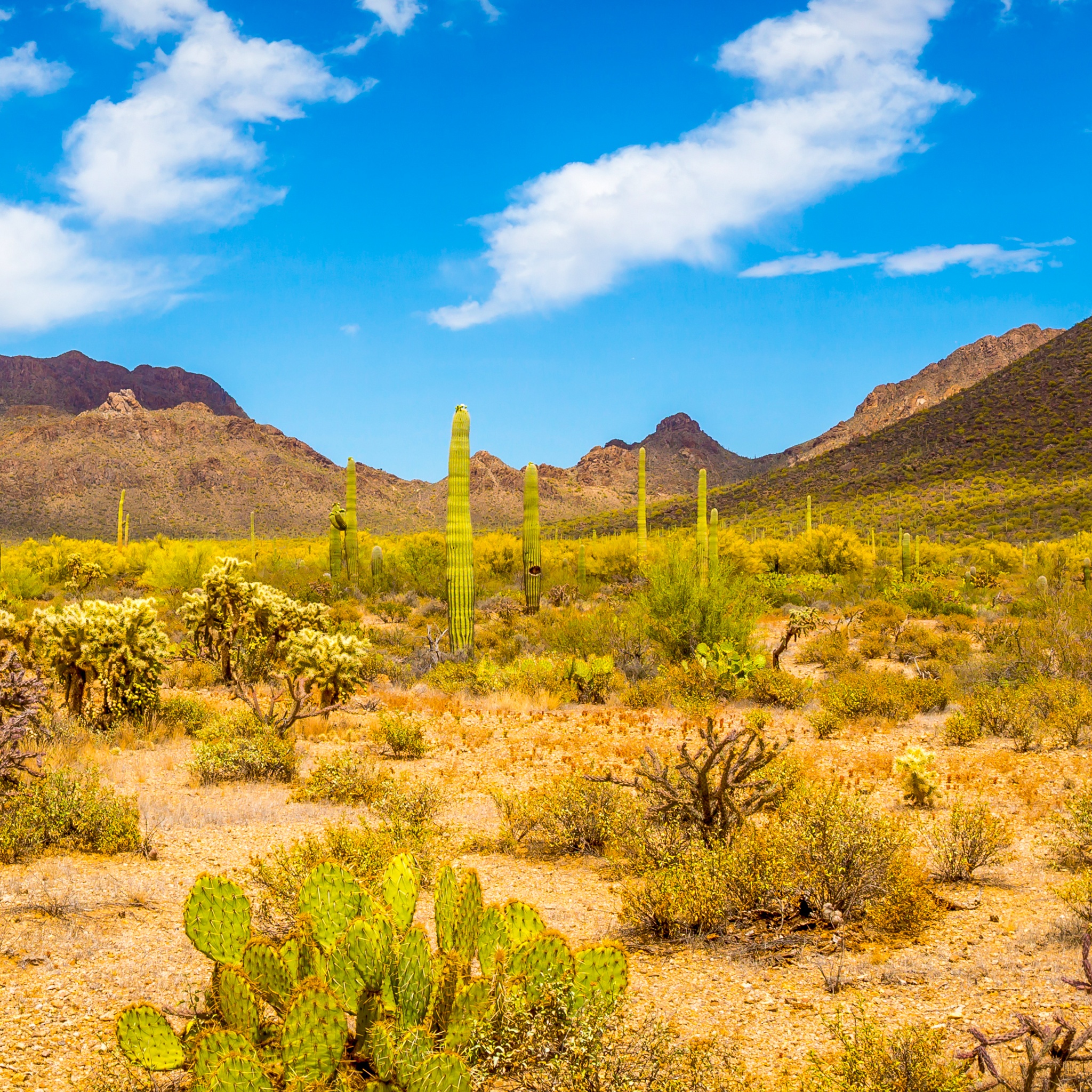 Desert Landscape with Cactus jigsaw puzzle by Gotiva