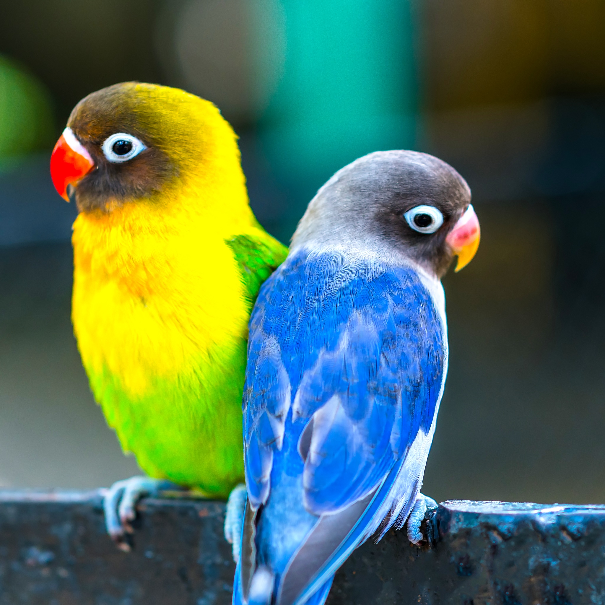 Two Beautiful Parrots jigsaw puzzle by Gotiva