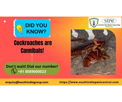 Cockroach Control in Bangalore