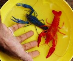 Crayfish Live Aquarium